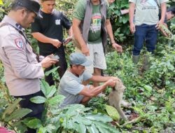 Teror Monyet Liar Berakhir: Sempat Lukai Warga Termasuk Anak 6 Tahun, Akhirnya Dilumpuhkan