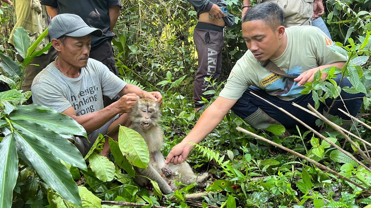 Teks: Monyet liar yang menyerang warga Cimanggu Cianjur berhasil ditangkap warga setelah meresahkan selama satu pekan.