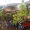 Hujan Disertai Angin Kencang, Pohon Tumbang Cugenang Tewaskan Satu Orang