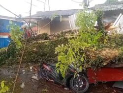 Hujan Disertai Angin Kencang, Pohon Tumbang Cugenang Tewaskan Satu Orang