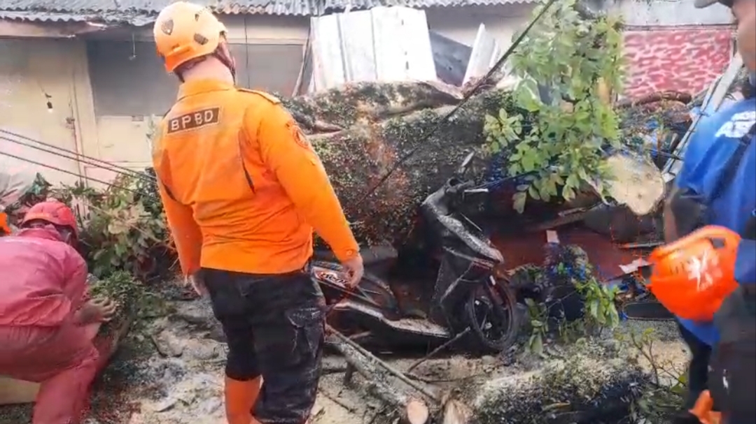 Teks: Petugas mengevakuasi pohon tumbang di Cugenang yang menyebabkan satu pemotor meninggal dunia