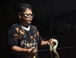 Hewan Liar Pasca Banjir Teror Warga Cibeber, Ular Sanca dan Biawak Muncul di Permukiman