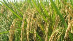 Perbup Pandan Wangi Masih Dibahas, Pemkab Cianjur Fokus Perlindungan Lahan