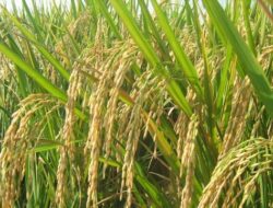 Perbup Pandan Wangi Masih Dibahas, Pemkab Cianjur Fokus Perlindungan Lahan