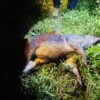 Babi Pelaku Penyerangan Warga Pagelaran Ditembak Mati