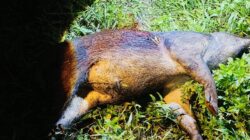 Babi Pelaku Penyerangan Warga Pagelaran Ditembak Mati