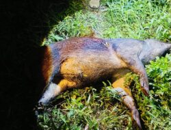 Babi Pelaku Penyerangan Warga Pagelaran Ditembak Mati