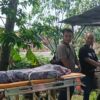 Geger di Bojongpicung, Anak 11 Tahun Ditemukan Tak Bernyawa di Saluran Irigasi