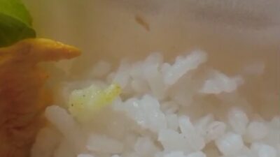 Geger, Menu MBG di Sukaraharja Cibeber Berbelatung