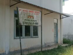 Perusahaan Perkebunan Kakao Tunggak Gaji Ratusan Pekerja