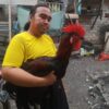 Kisah Heru, Hobi Ayam Pelung Hingga Harumkan Cianjur di Ajang Nasional
