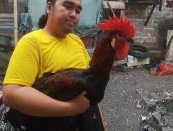 Kisah Heru, Hobi Ayam Pelung Hingga Harumkan Cianjur di Ajang Nasional