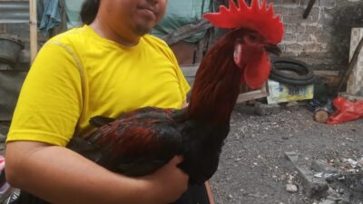 Kisah Heru, Hobi Ayam Pelung Hingga Harumkan Cianjur di Ajang Nasional