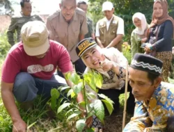 Ketua DPRD Cianjur Dukung Eksistensi Para Petani Kopi di Panen Raya