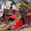 Pohon Tumbang di Jalur Bandung-Cianjur Timpa Tiga Kendaraan, Empat Orang Luka Ringan