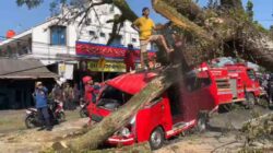 Pohon Tumbang di Jalur Bandung-Cianjur Timpa Tiga Kendaraan, Empat Orang Luka Ringan