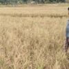 Sawah Mengering di Ciranjang, Petani Harap Pemerintah Segera Tambah Pasokan Air