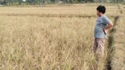 Sawah Mengering di Ciranjang, Petani Harap Pemerintah Segera Tambah Pasokan Air