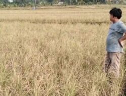 Sawah Mengering di Ciranjang, Petani Harap Pemerintah Segera Tambah Pasokan Air