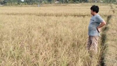 Sawah Mengering di Ciranjang, Petani Harap Pemerintah Segera Tambah Pasokan Air