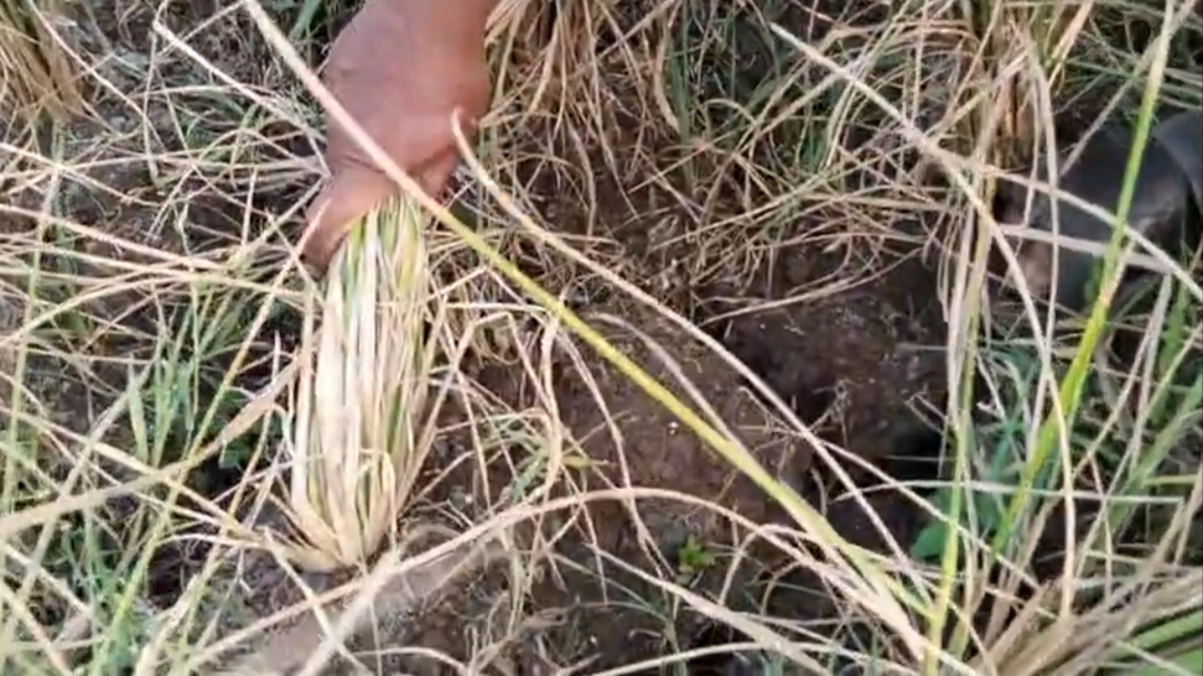 Teks: Sawah kekeringan di Desa Sindangsari Ciranjang Cianjur akibat kemarau panjang.