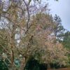 Serasa di Jepang, Pengunjung Kebun Raya Cibodas Bisa Lihat Bunga Sakura Bermekaran