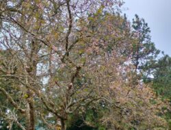 Serasa di Jepang, Pengunjung Kebun Raya Cibodas Bisa Lihat Bunga Sakura Bermekaran