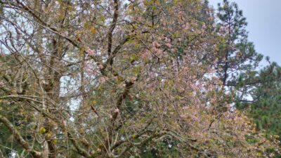 Serasa di Jepang, Pengunjung Kebun Raya Cibodas Bisa Lihat Bunga Sakura Bermekaran