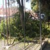 Penebangan Pohon Saat Jam Sekolah Dikeluhkan Orang Tua Siswa di Jalan Siliwangi Cianjur