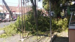 Penebangan Pohon Saat Jam Sekolah Dikeluhkan Orang Tua Siswa di Jalan Siliwangi Cianjur