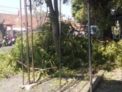 Penebangan Pohon Saat Jam Sekolah Dikeluhkan Orang Tua Siswa di Jalan Siliwangi Cianjur