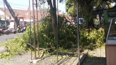 Penebangan Pohon Saat Jam Sekolah Dikeluhkan Orang Tua Siswa di Jalan Siliwangi Cianjur