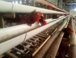 Bumdes Mekarjaya Mulai Usaha Ternak Ayam Petelur, Produksi Capai 30–40 Kg per Hari