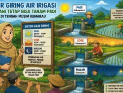 UPTD Wilayah I Terapkan Gilir Giring, Petani Tetap Bisa Tanam Padi