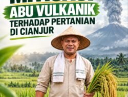 Sebaran Abu Vulkanik Ancam Lahan Pertanian, DTPHP Cianjur Lakukan Mitigasi