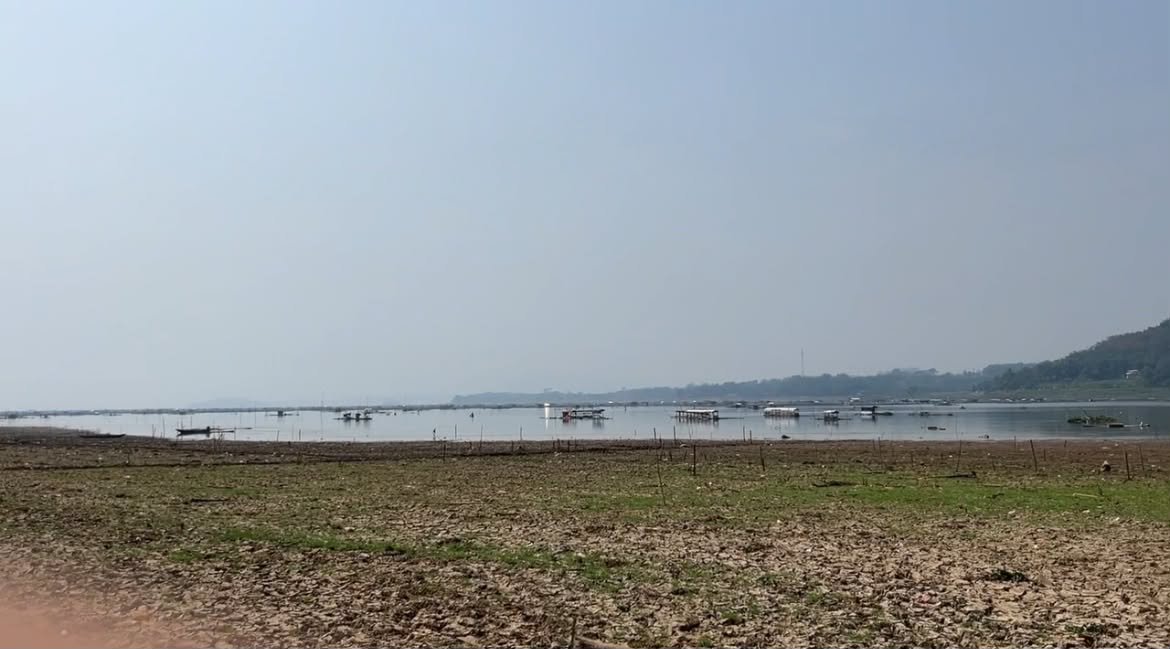 Teks: Warga bercocok tanam di lahan Waduk Cirata yang surut di Maleber Cianjur.