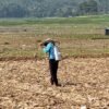 Waduk Cirata Surut, Warga Maleber Cikalongkulon Sulap Lahan Bekas Genangan Jadi Kebun