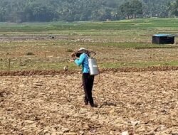 Waduk Cirata Surut, Warga Maleber Cikalongkulon Sulap Lahan Bekas Genangan Jadi Kebun
