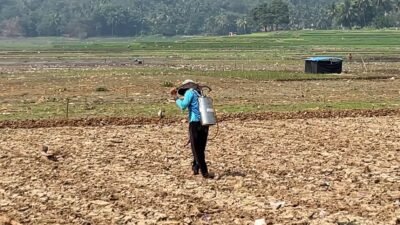 Waduk Cirata Surut, Warga Maleber Cikalongkulon Sulap Lahan Bekas Genangan Jadi Kebun