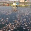 Sebanyak 10 Ton Ikan Mati Mendadak di Jangari, Fenomena Upwelling?