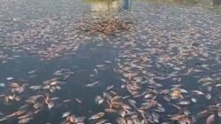 Sebanyak 10 Ton Ikan Mati Mendadak di Jangari, Fenomena Upwelling?