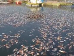 Sebanyak 10 Ton Ikan Mati Mendadak di Jangari, Fenomena Upwelling?