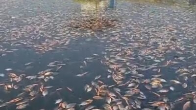 Sebanyak 10 Ton Ikan Mati Mendadak di Jangari, Fenomena Upwelling?