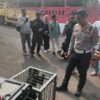 Lutung Jawa Tertabrak di Ciranjang Diserahkan ke BKSDA, Bakal Direhabilitasi di Cikananga