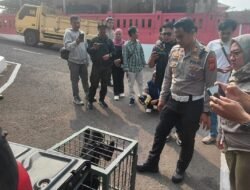 Lutung Jawa Tertabrak di Ciranjang Diserahkan ke BKSDA, Bakal Direhabilitasi di Cikananga