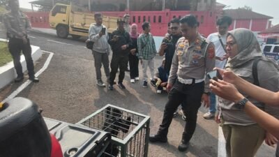 Teks: Lutung jawa korban tertabrak kendaraan di Ciranjang diserahkan Satlantas Polres Cianjur kepada BKSDA Jawa Barat.