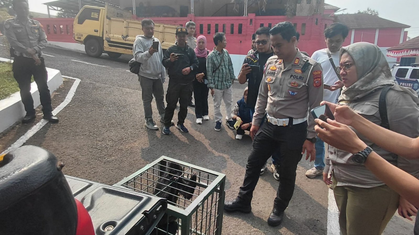 Teks: Lutung jawa korban tertabrak kendaraan di Ciranjang diserahkan Satlantas Polres Cianjur kepada BKSDA Jawa Barat.