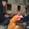 Dampak Kemarau, Harga Dedak Mahal, Peternak Ayam Pelung Menjerit