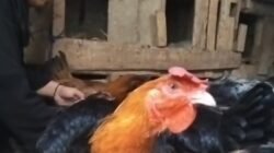 Dampak Kemarau, Harga Dedak Mahal, Peternak Ayam Pelung Menjerit
