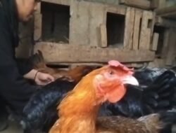 Dampak Kemarau, Harga Dedak Mahal, Peternak Ayam Pelung Menjerit